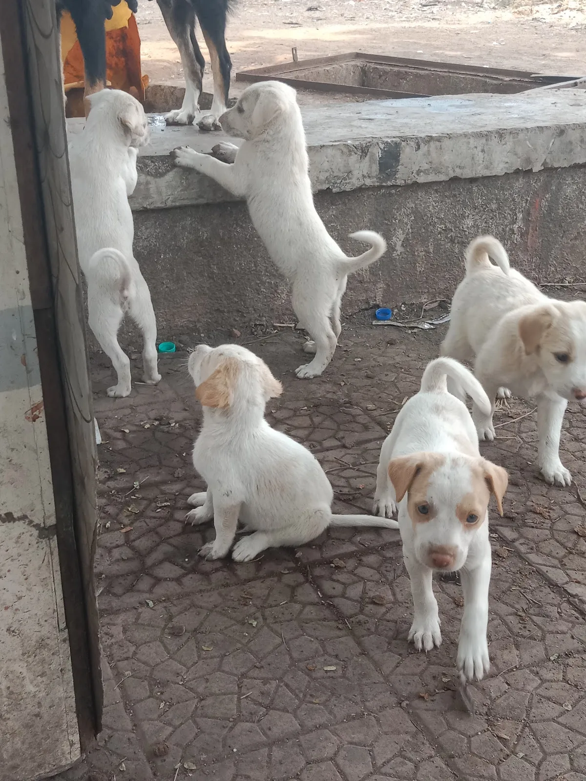 In Defense Of Animals (Deonar Center)