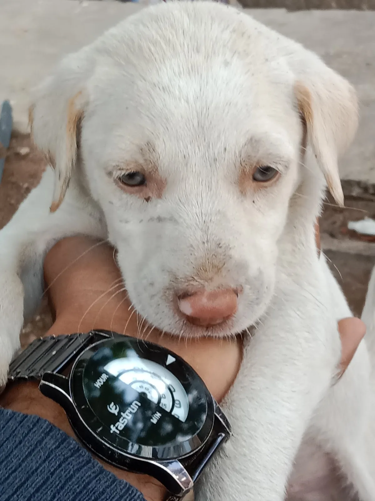 In Defense Of Animals (Deonar Center)