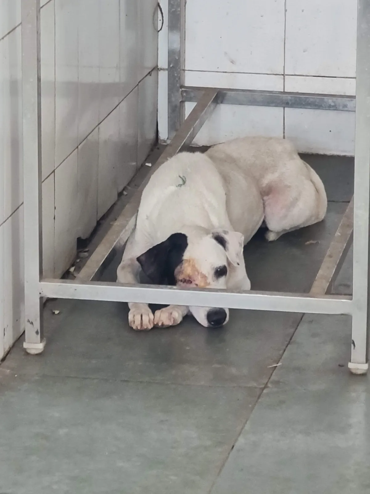 In Defense Of Animals (Deonar Center)
