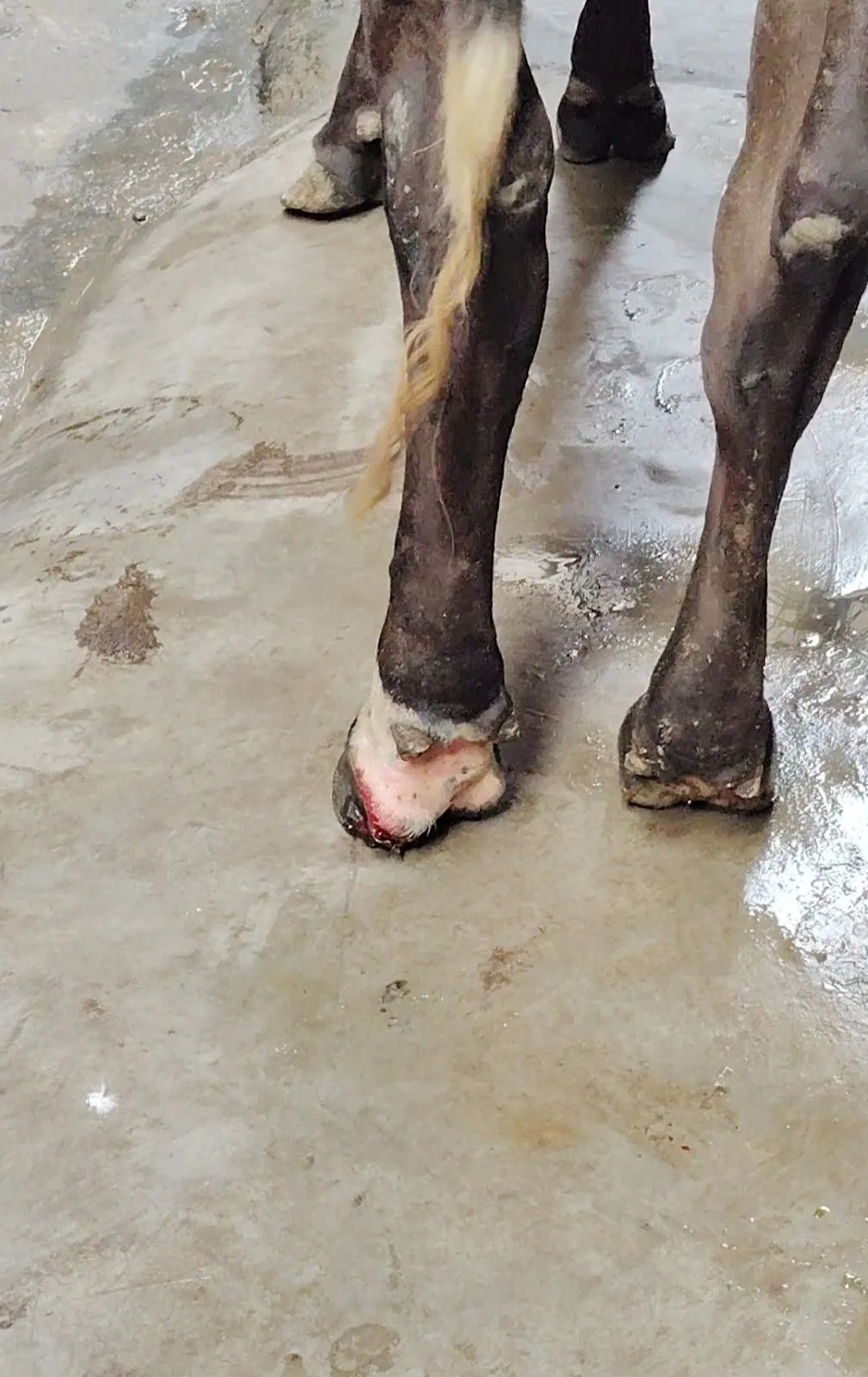 CMS GAU SEWA SANSTHA