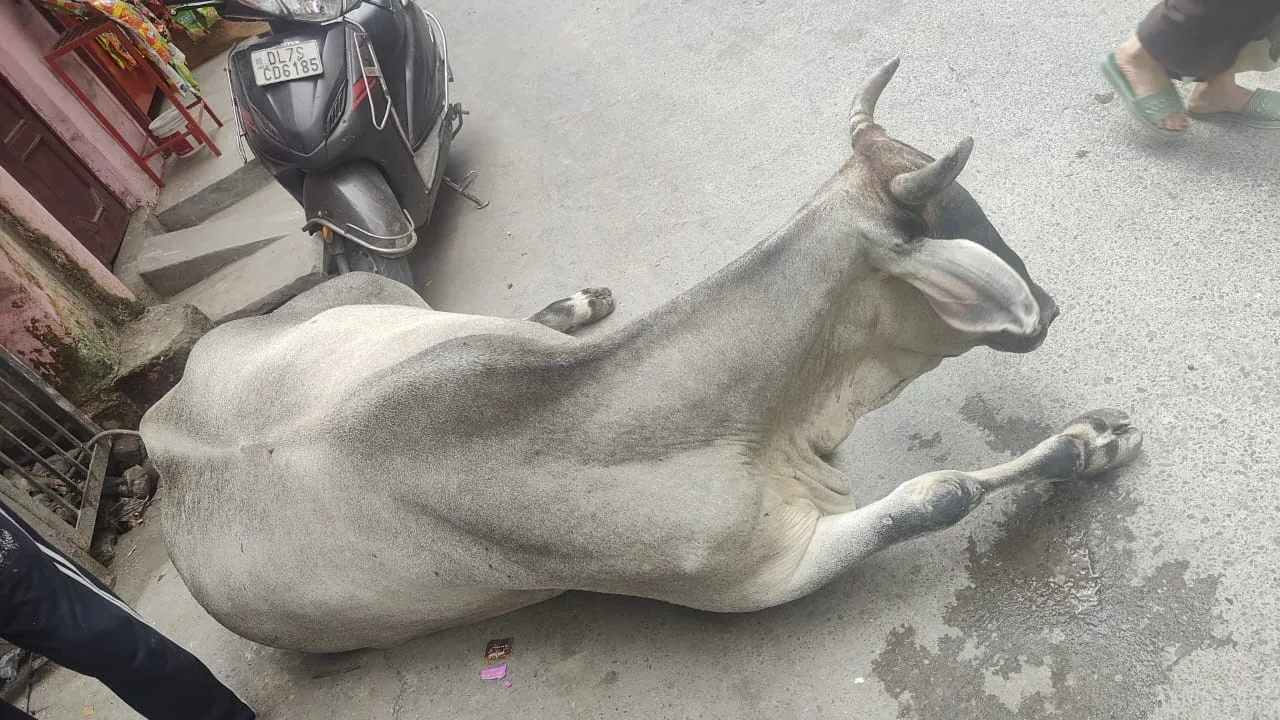 CMS GAU SEWA SANSTHA