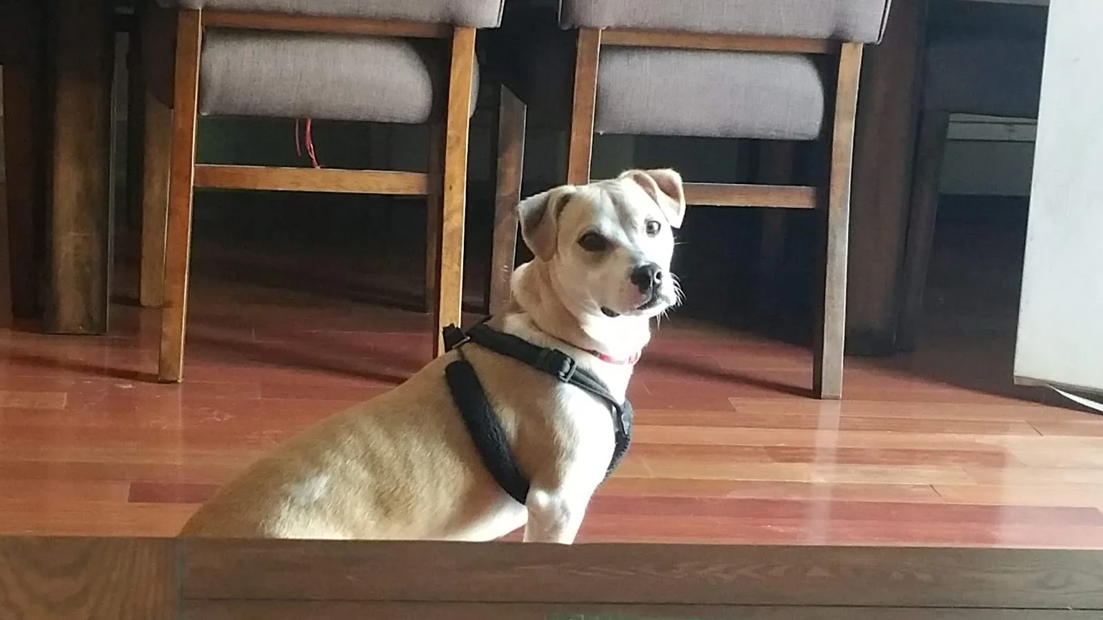 Mayor's Alliance for NYC's Animals