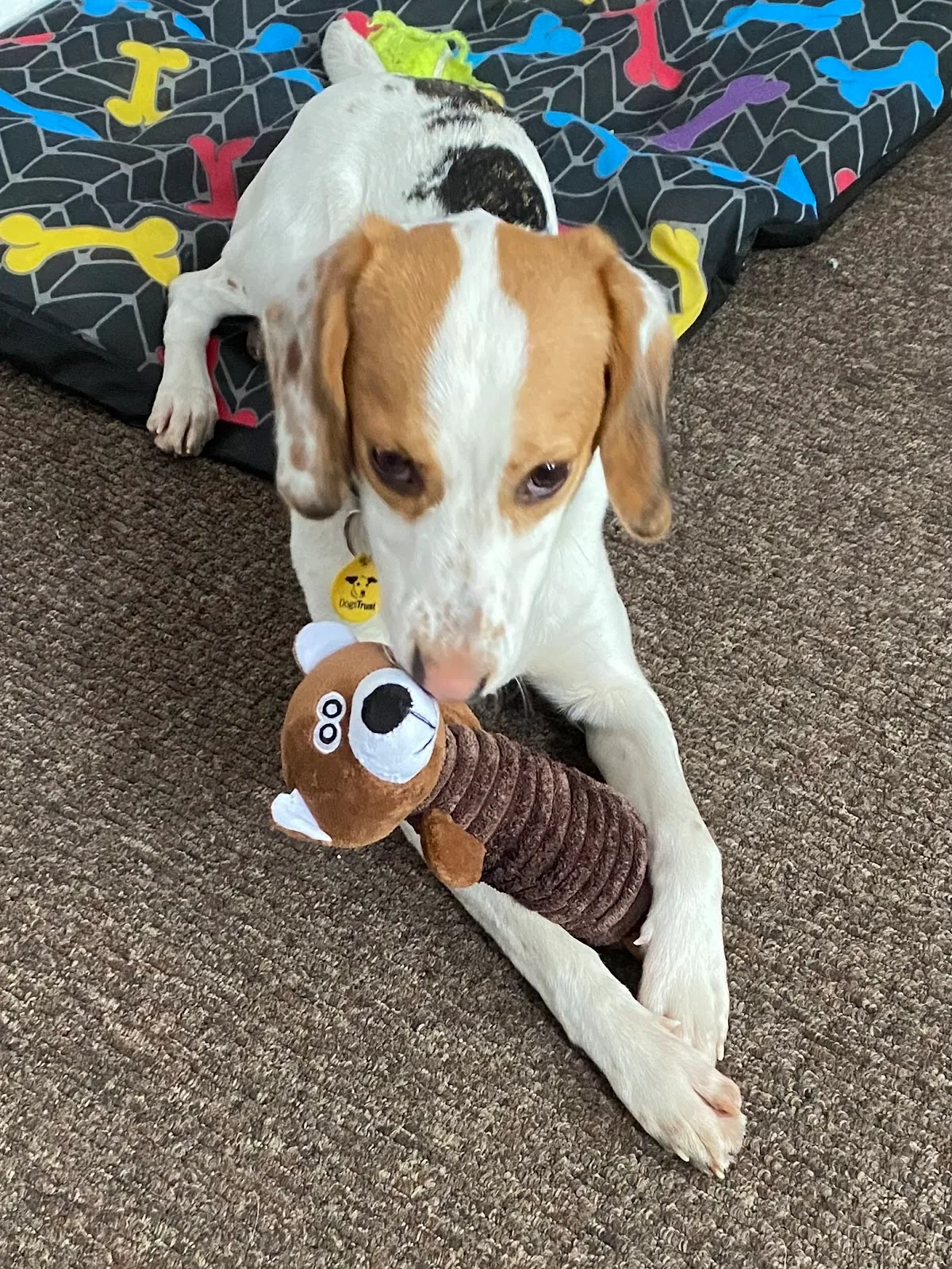 Dogs Trust Manchester