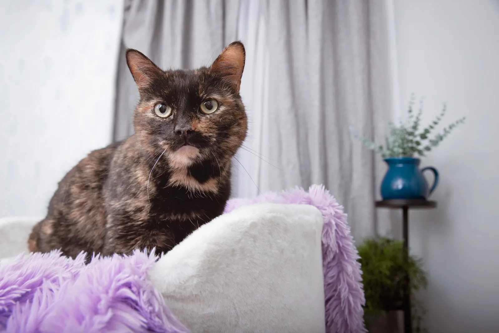 Best Friends Pet Adoption Center