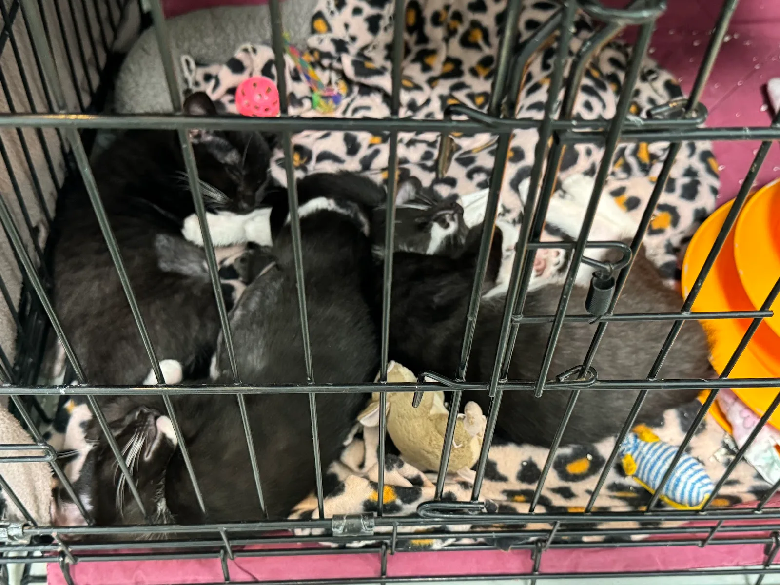 Best Friends Pet Adoption Center