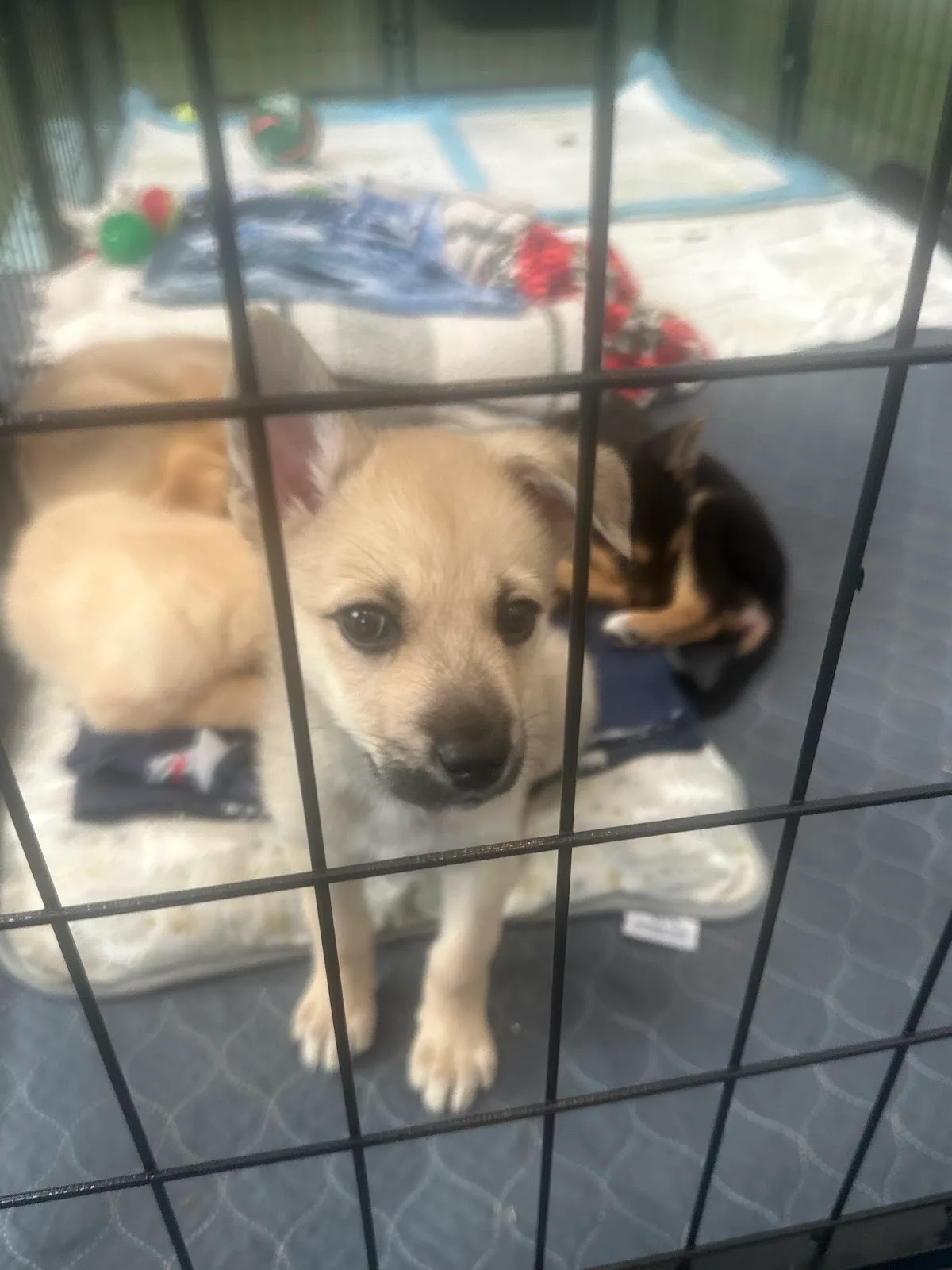 Best Friends Pet Adoption Center