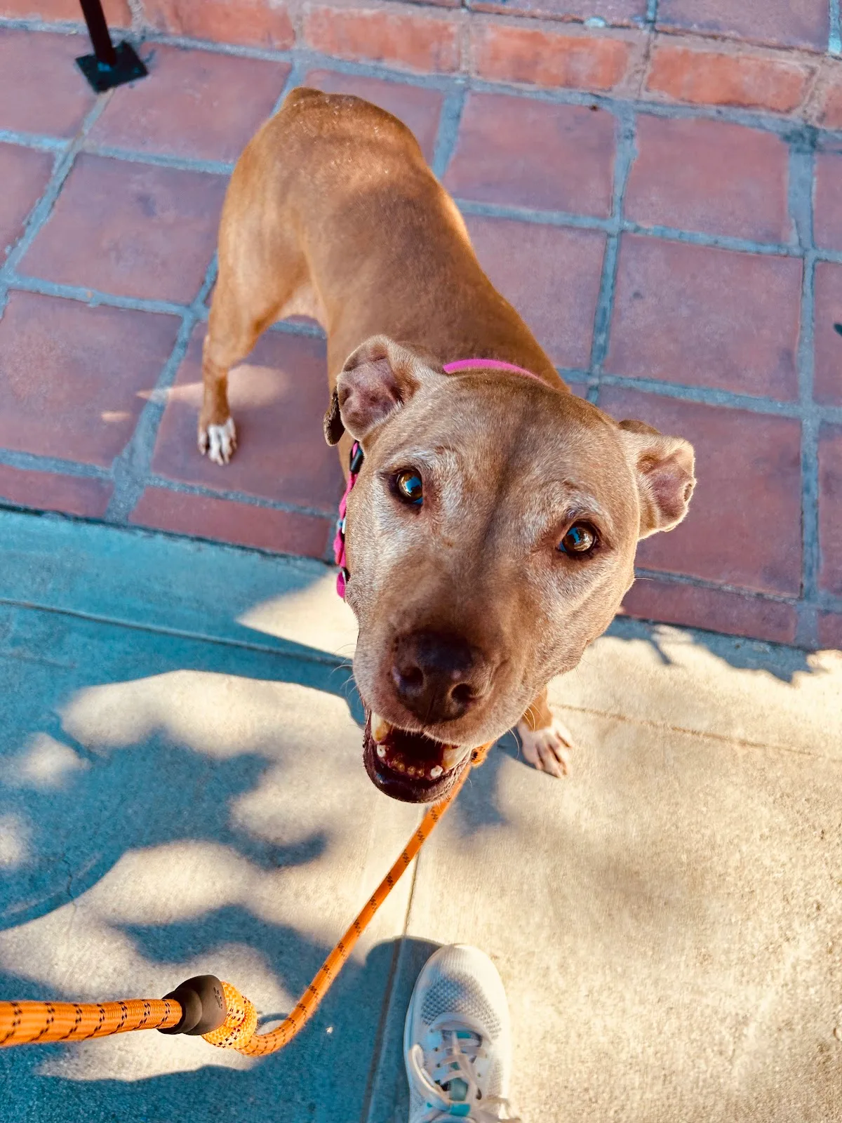 Best Friends Pet Adoption Center