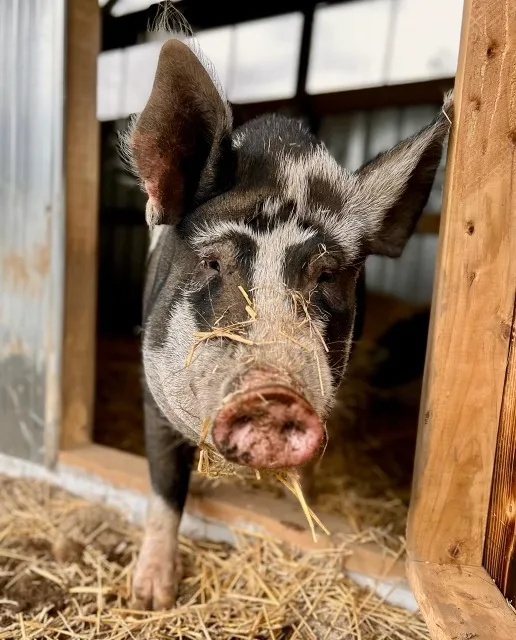 P.E.A.C.E. Rescue & Farm Sanctuary