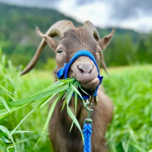 P.E.A.C.E. Rescue & Farm Sanctuary
