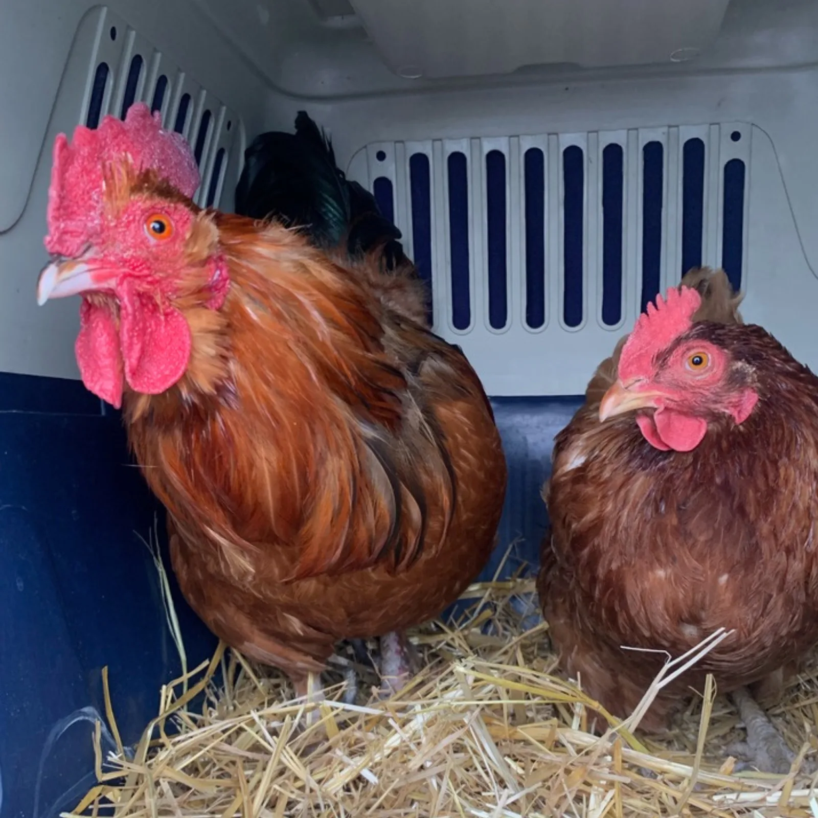 P.E.A.C.E. Rescue & Farm Sanctuary