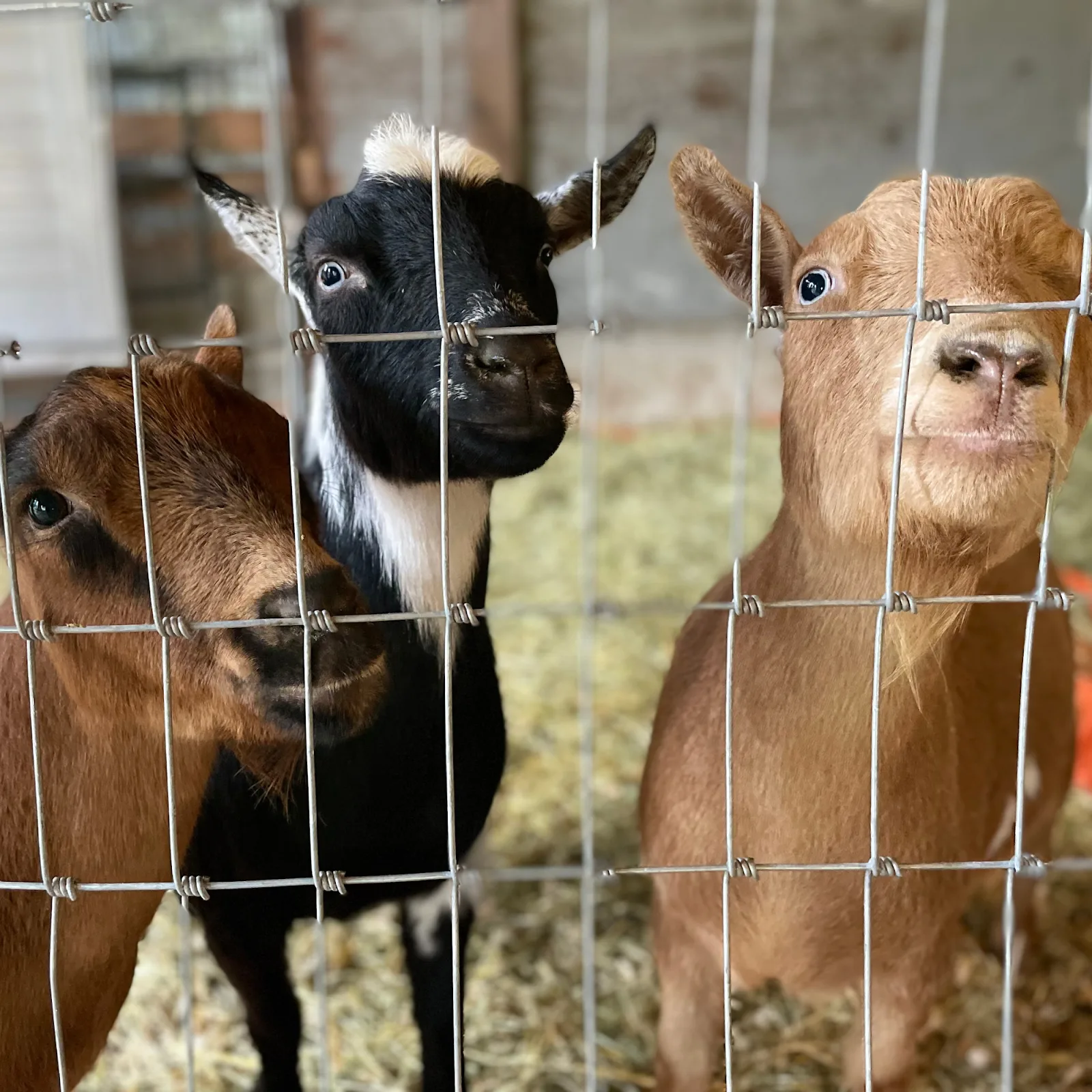 P.E.A.C.E. Rescue & Farm Sanctuary