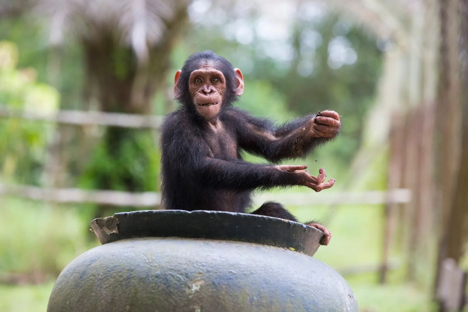 The Jane Goodall Institute of Canada