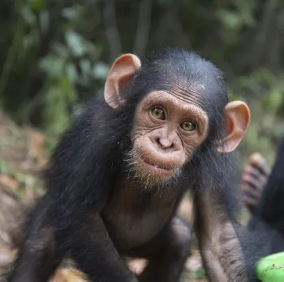 The Jane Goodall Institute of Canada