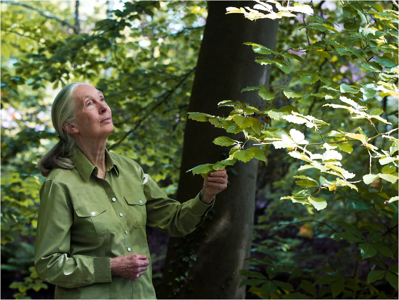The Jane Goodall Institute of Canada