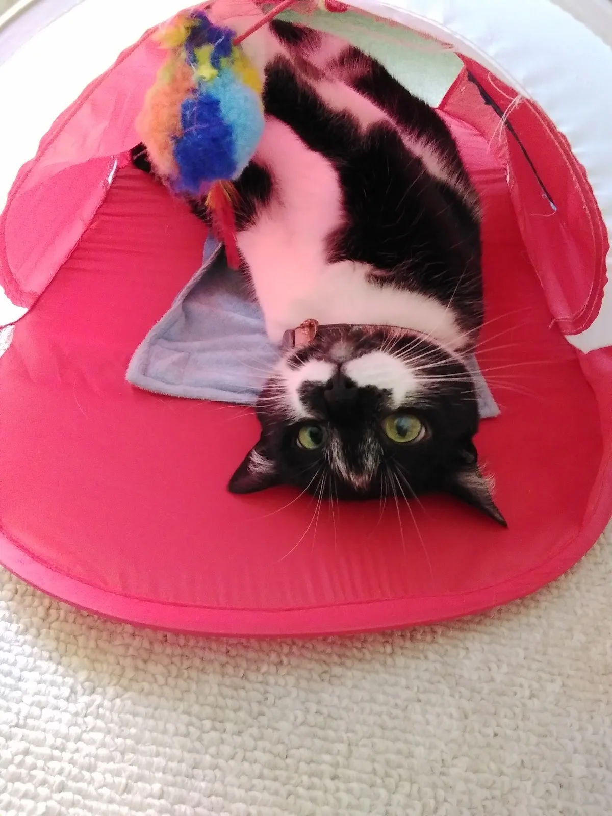 Ontario SPCA and Humane Society Midland and District Animal Centre