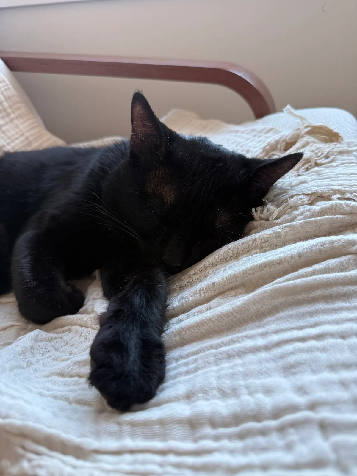 Ontario SPCA and Humane Society Midland and District Animal Centre