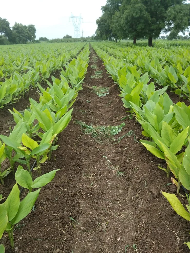 SAP Agro Services, Organic Farming Training Institute, Certification & Consultancy