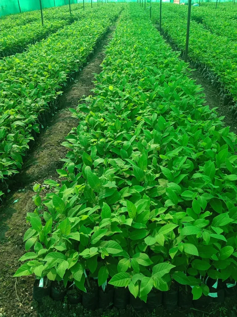 Donate plants