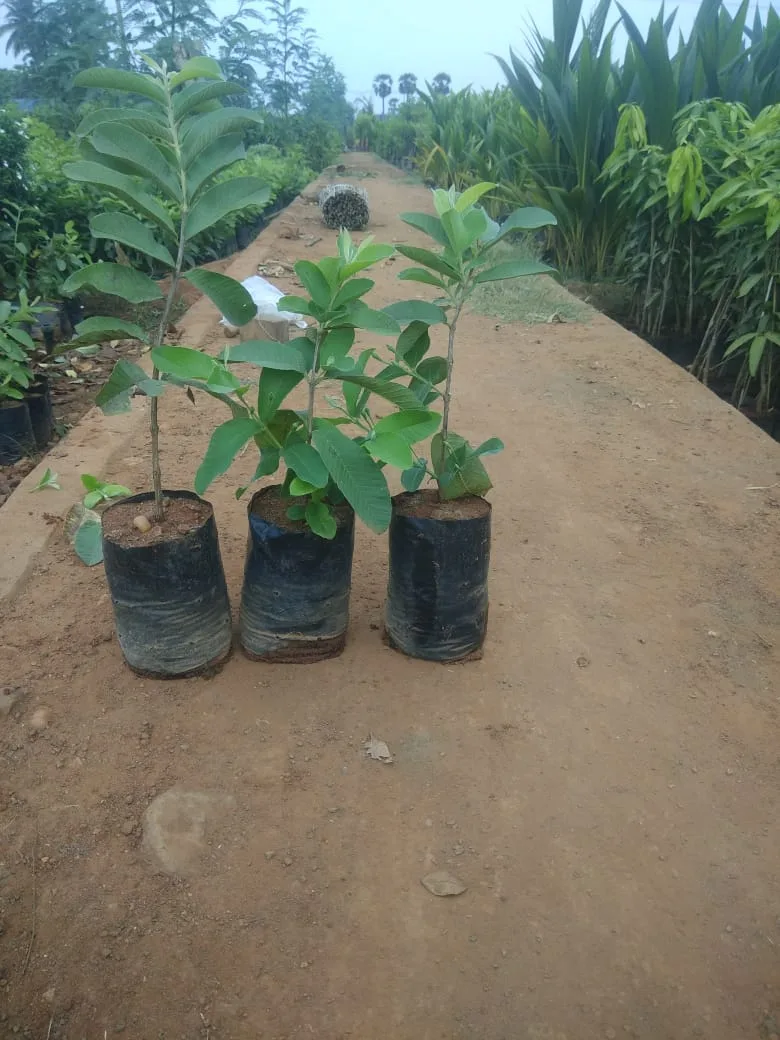Donate plants