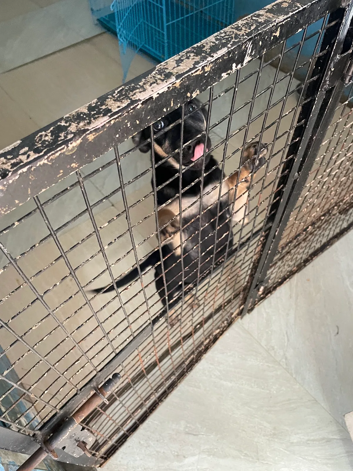 Charlie's Animal Rescue Centre (CARE)