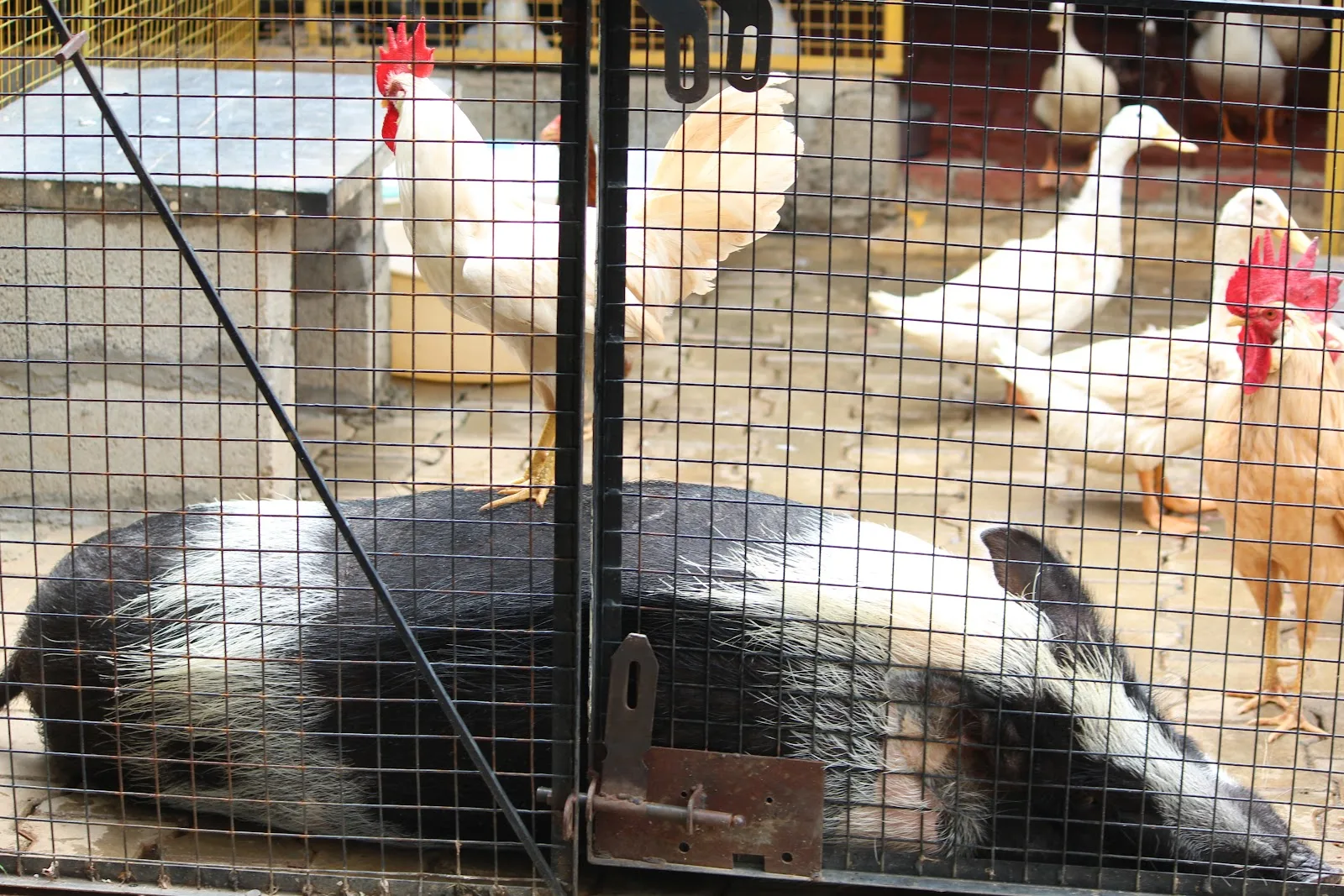 Charlie's Animal Rescue Centre (CARE)