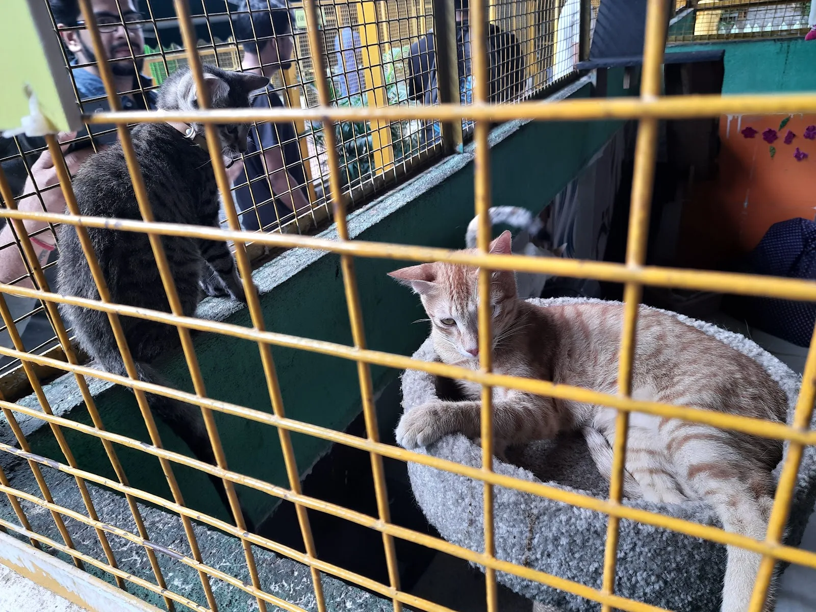 Charlie's Animal Rescue Centre (CARE)