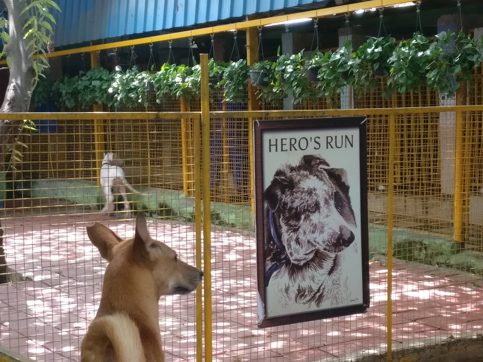 Charlie's Animal Rescue Centre (CARE)