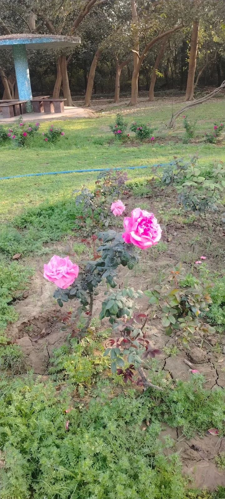 Buddha Jayanti Park