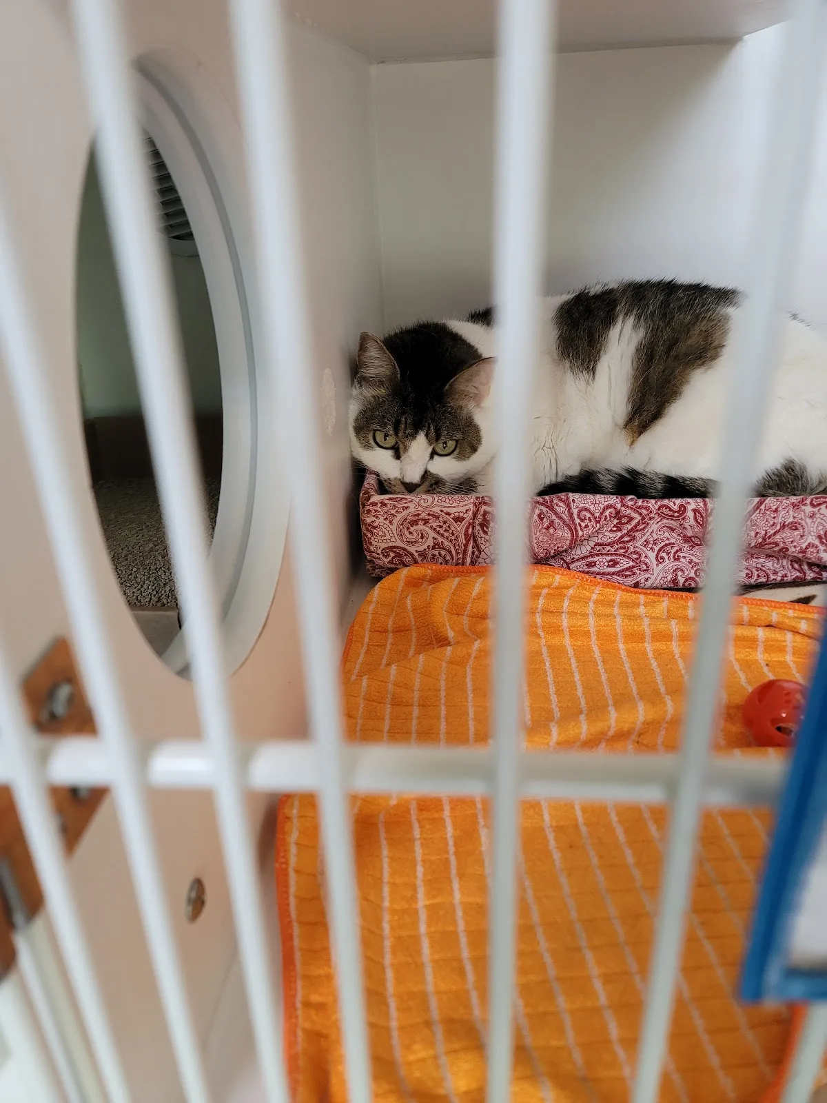 Animal Care Centers of NYC - Staten Island
