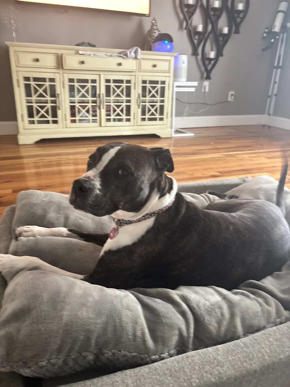 Animal Care Centers of NYC - Staten Island
