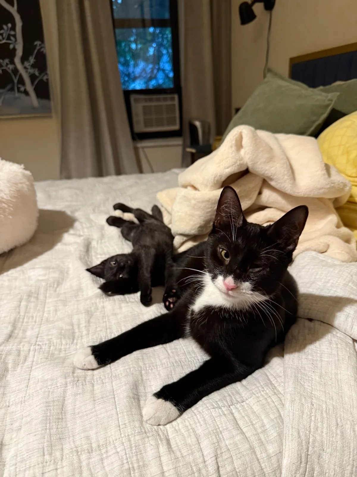 Animal Haven