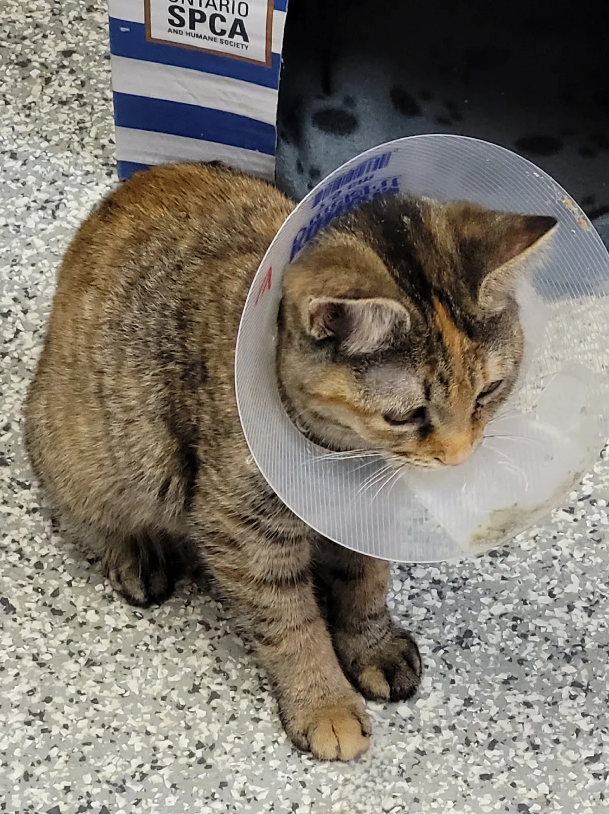Ontario SPCA and Humane Society York Region Animal Centre