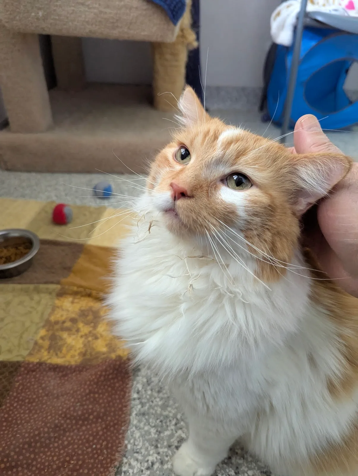 Ontario SPCA and Humane Society York Region Animal Centre