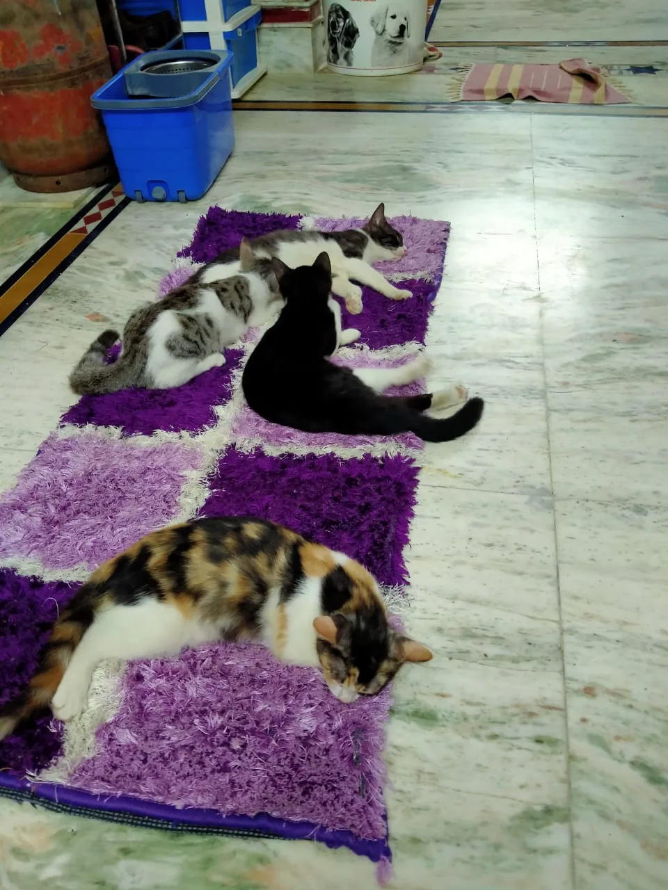Pashupati Animal Welfare Society-P.A.W.S