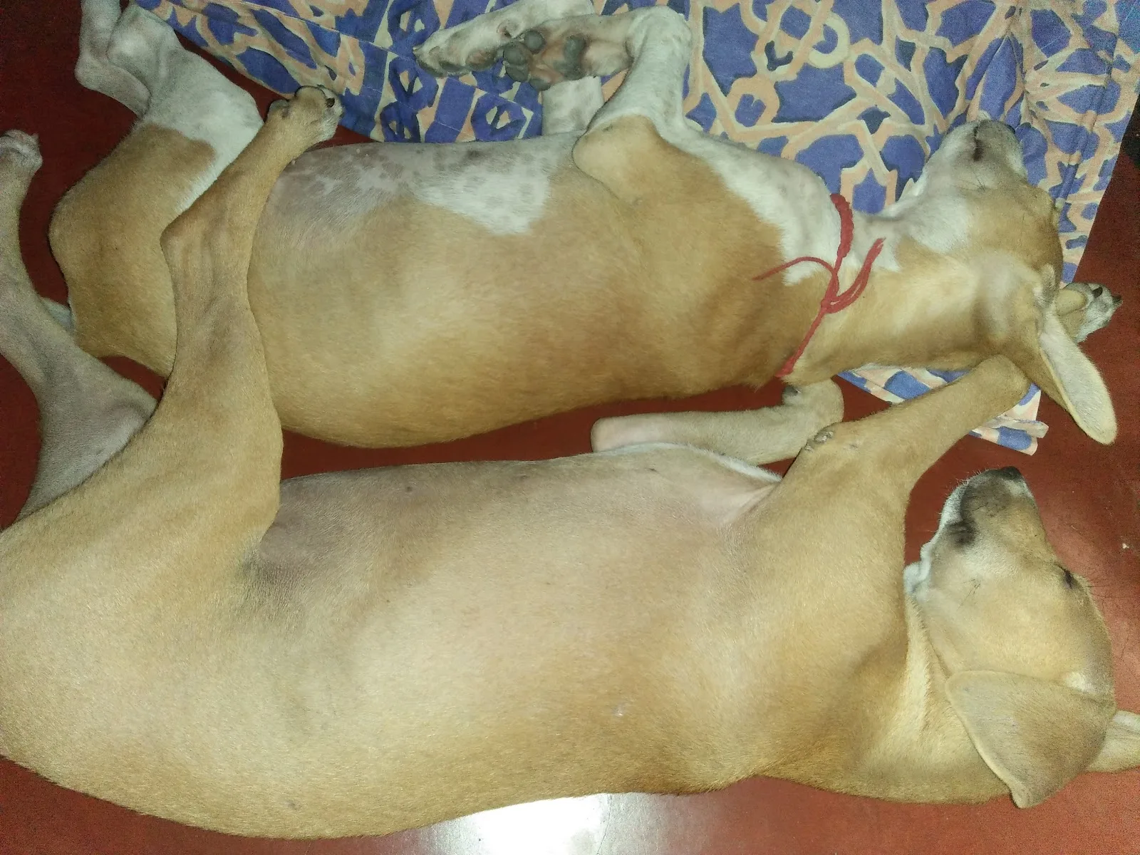 Pashupati Animal Welfare Society-P.A.W.S