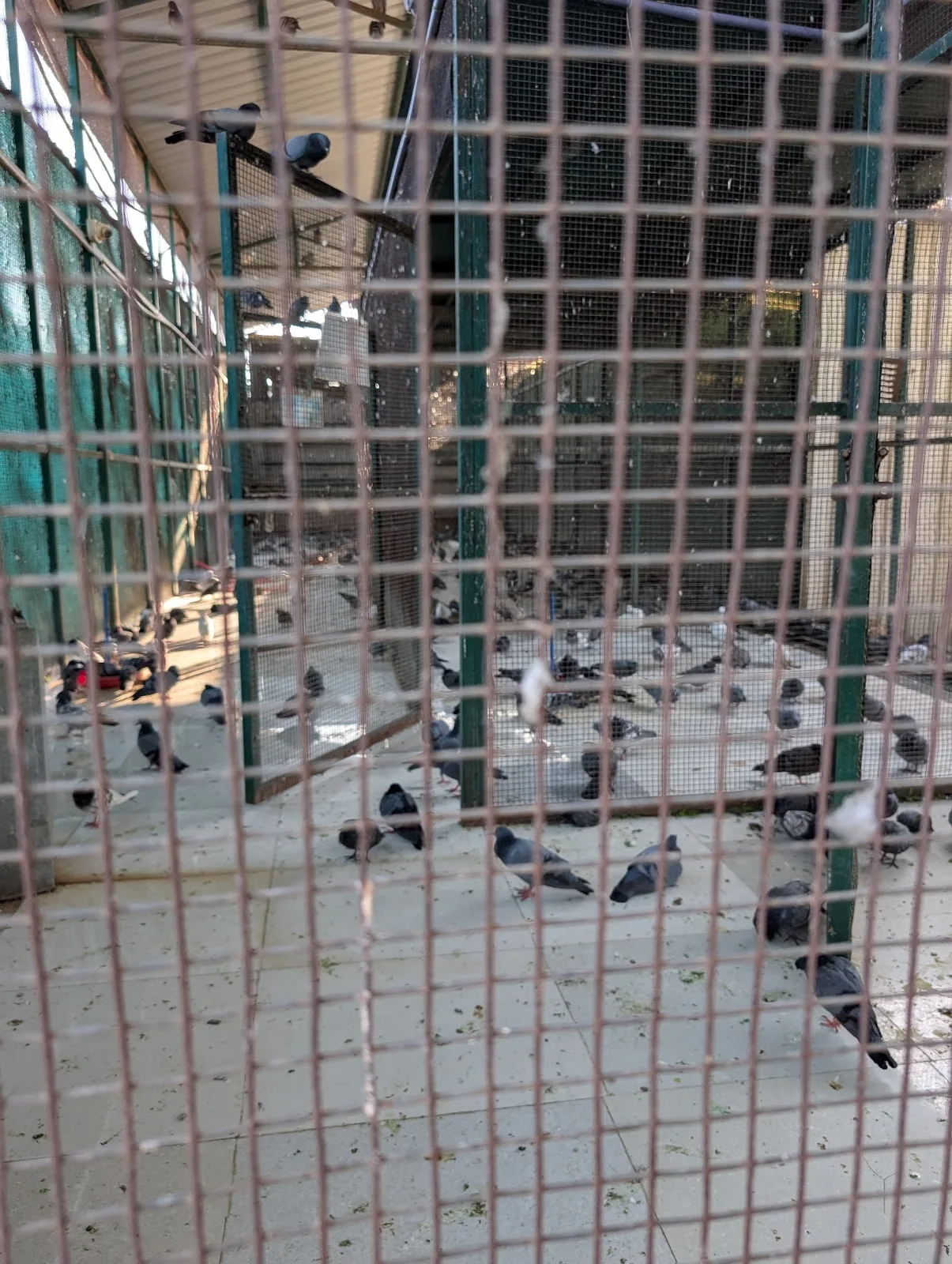 Sadbhavana animal hospital