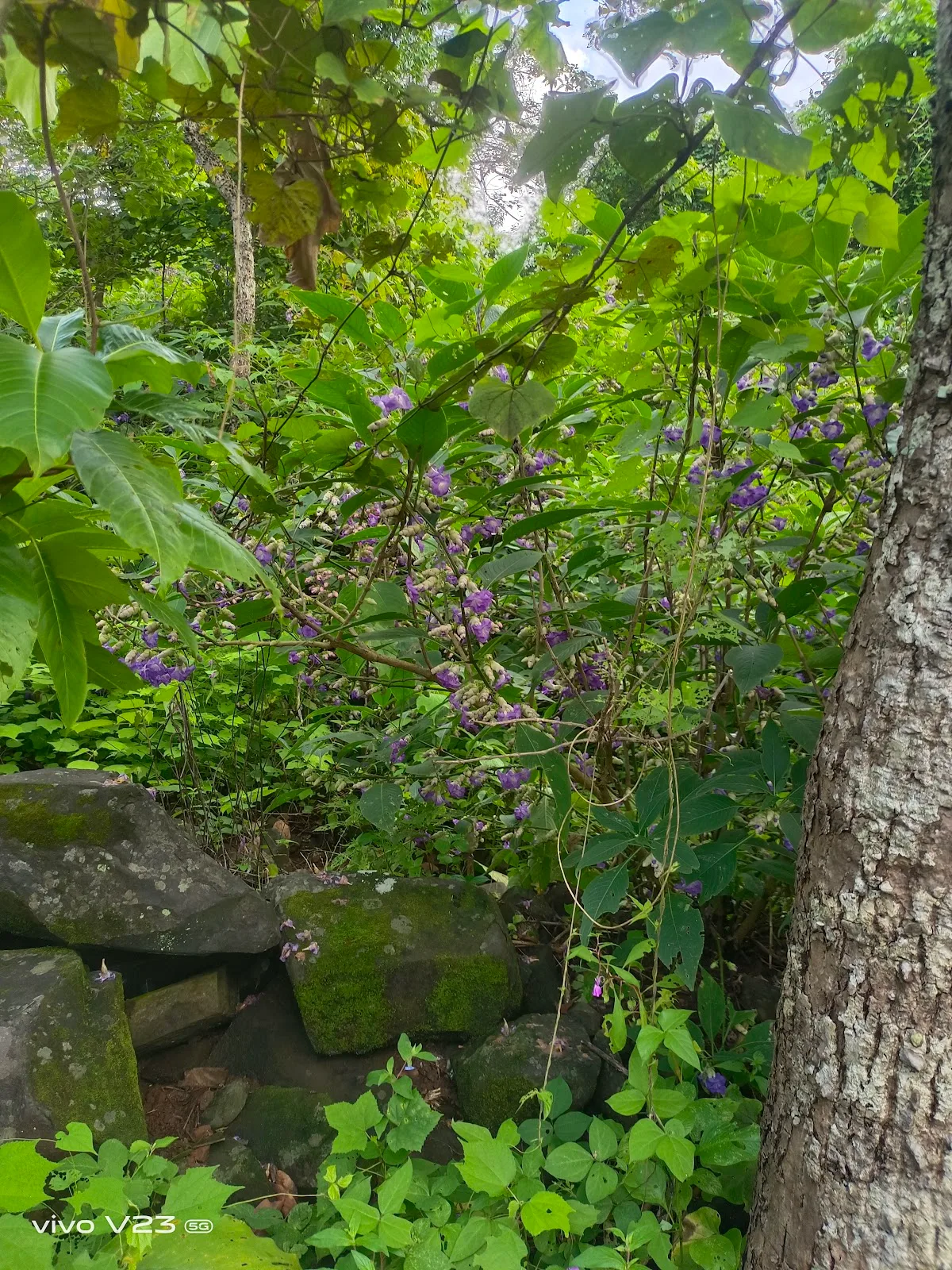 Gavit farm