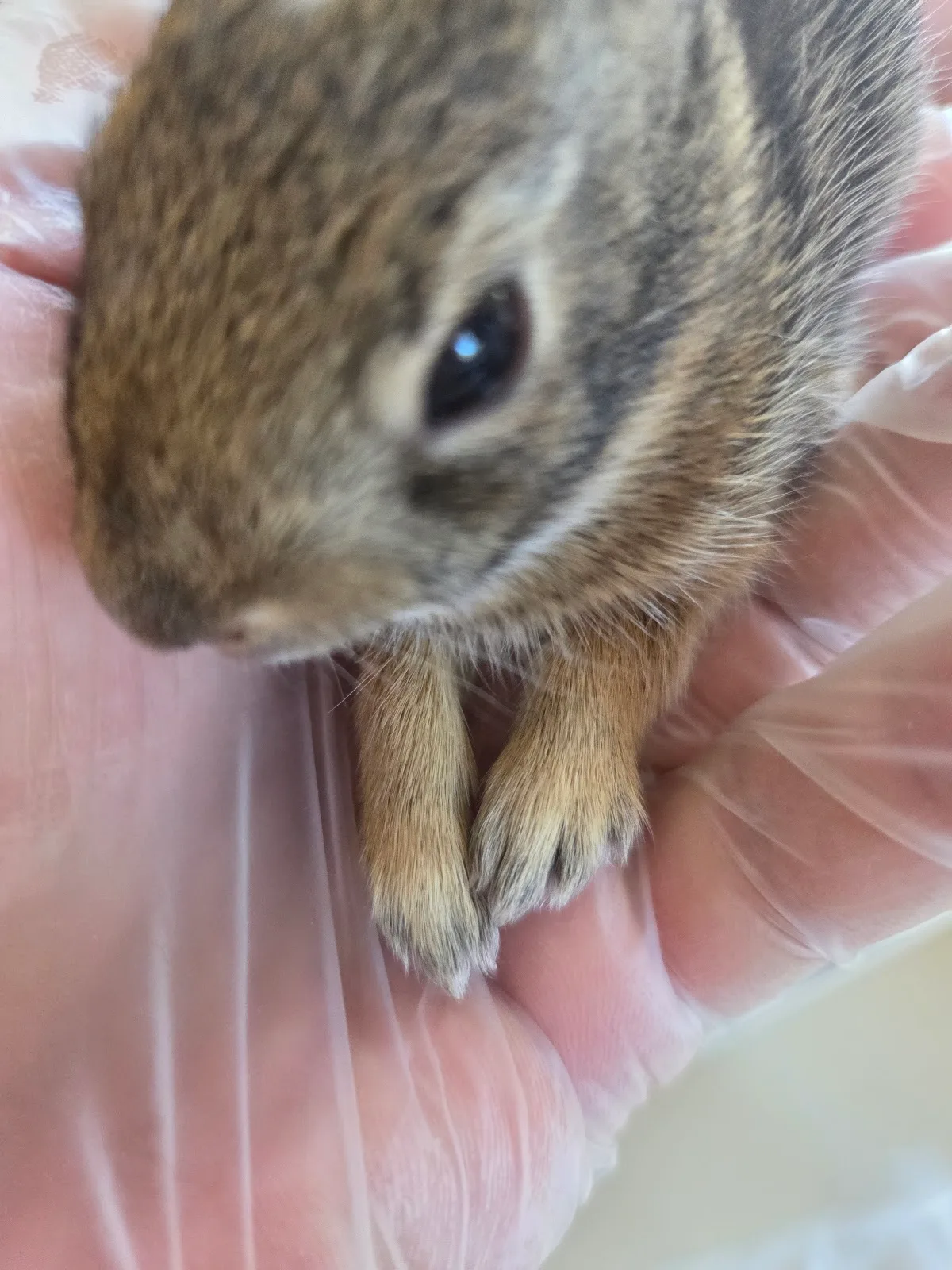 Toronto Wildlife Centre
