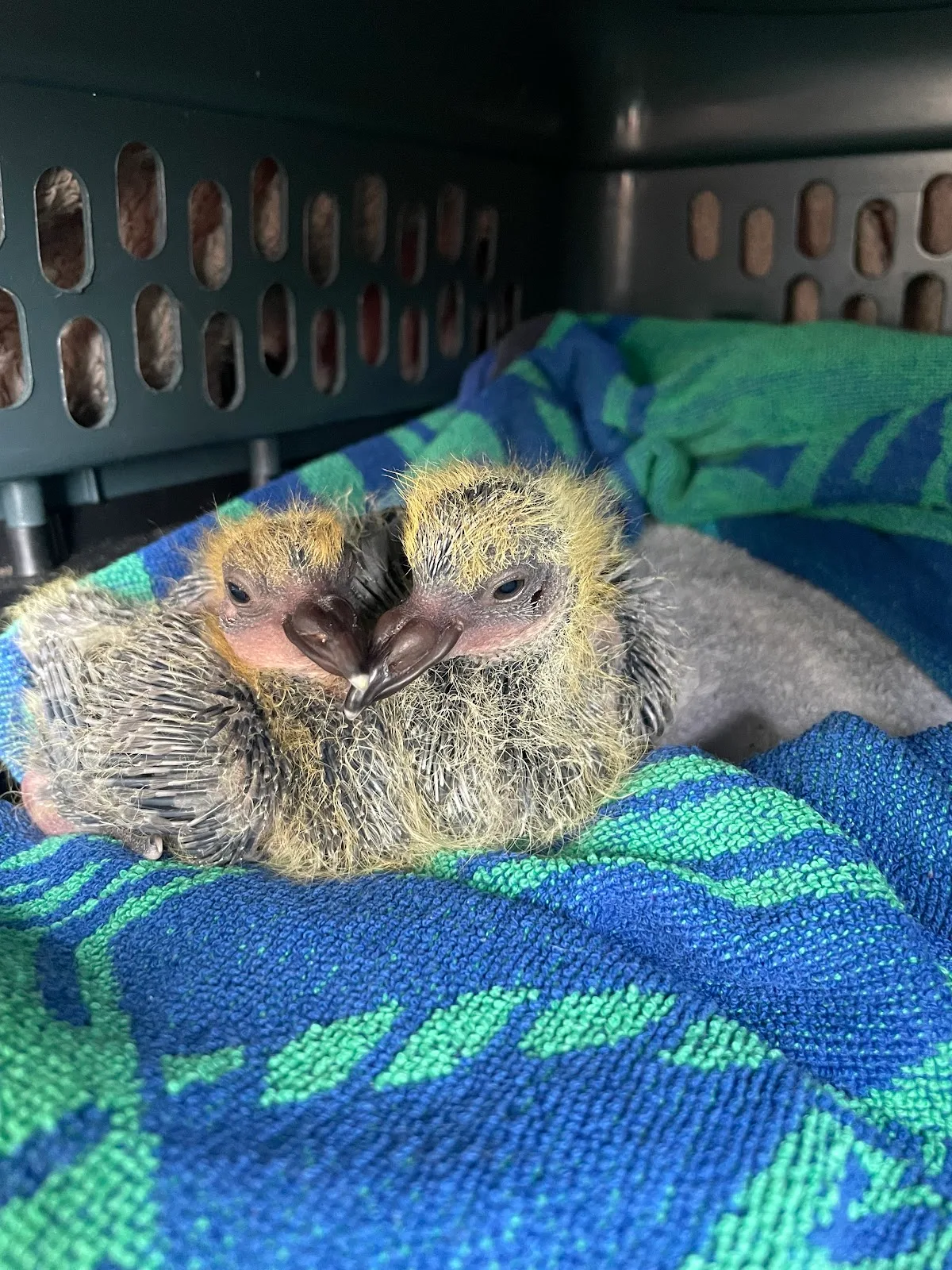 Toronto Wildlife Centre