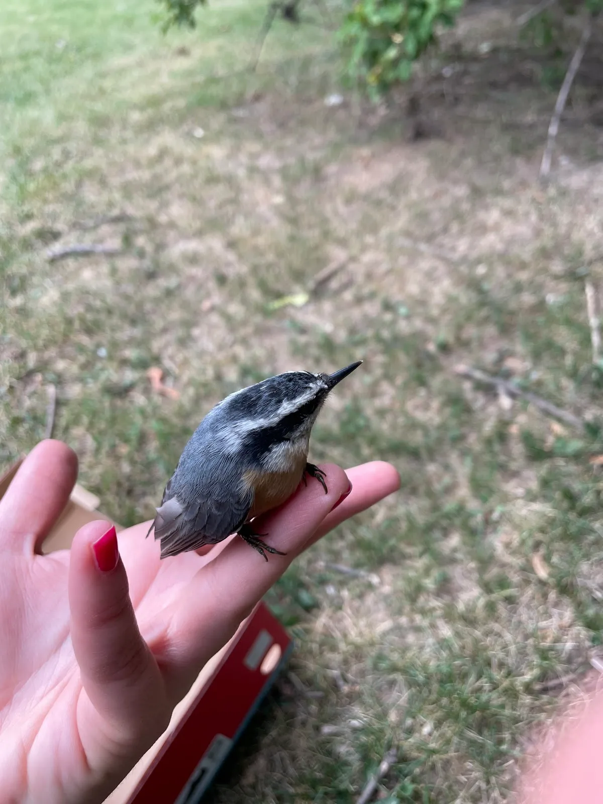 Toronto Wildlife Centre