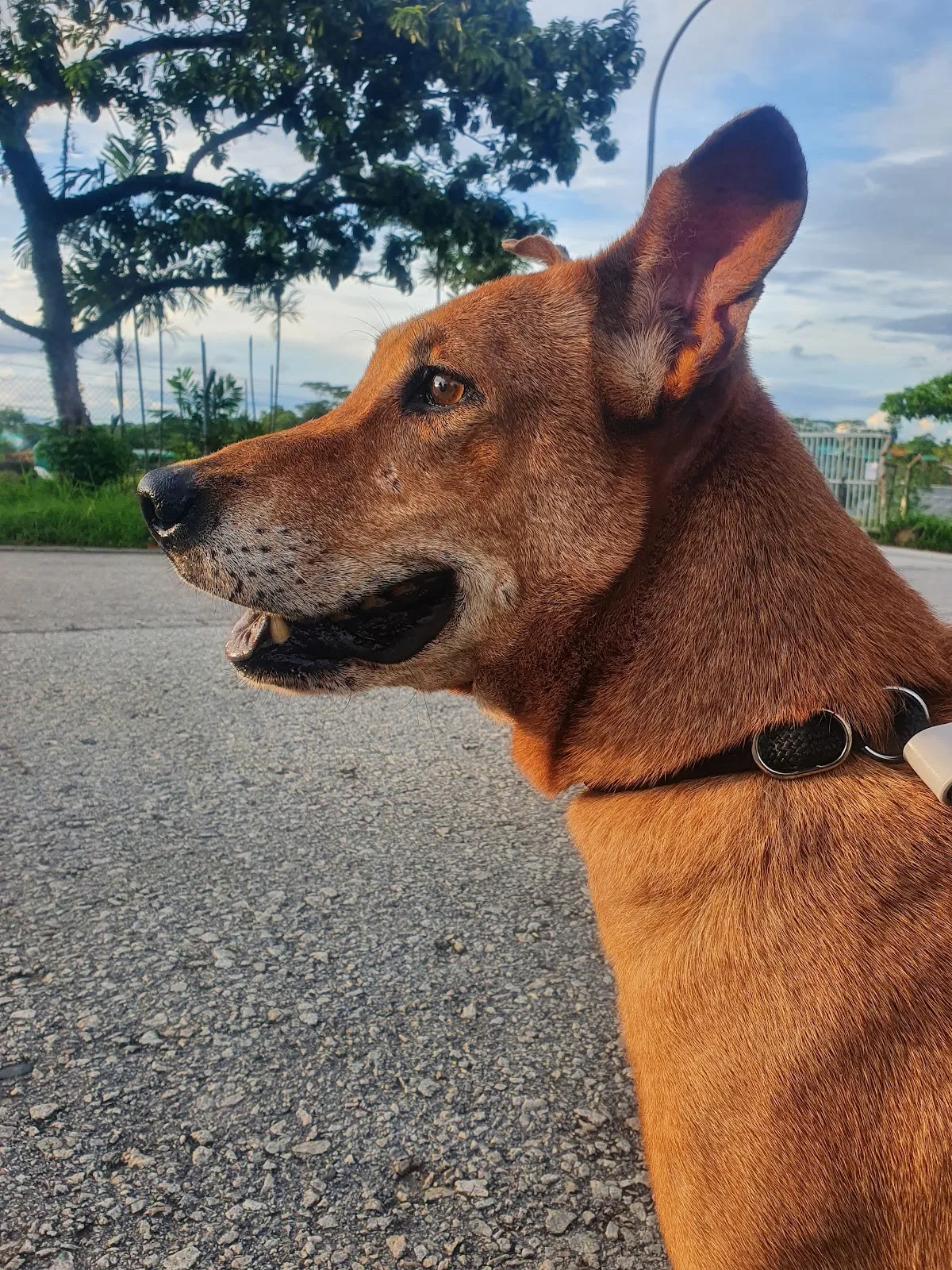 Animal Lovers League Singapore