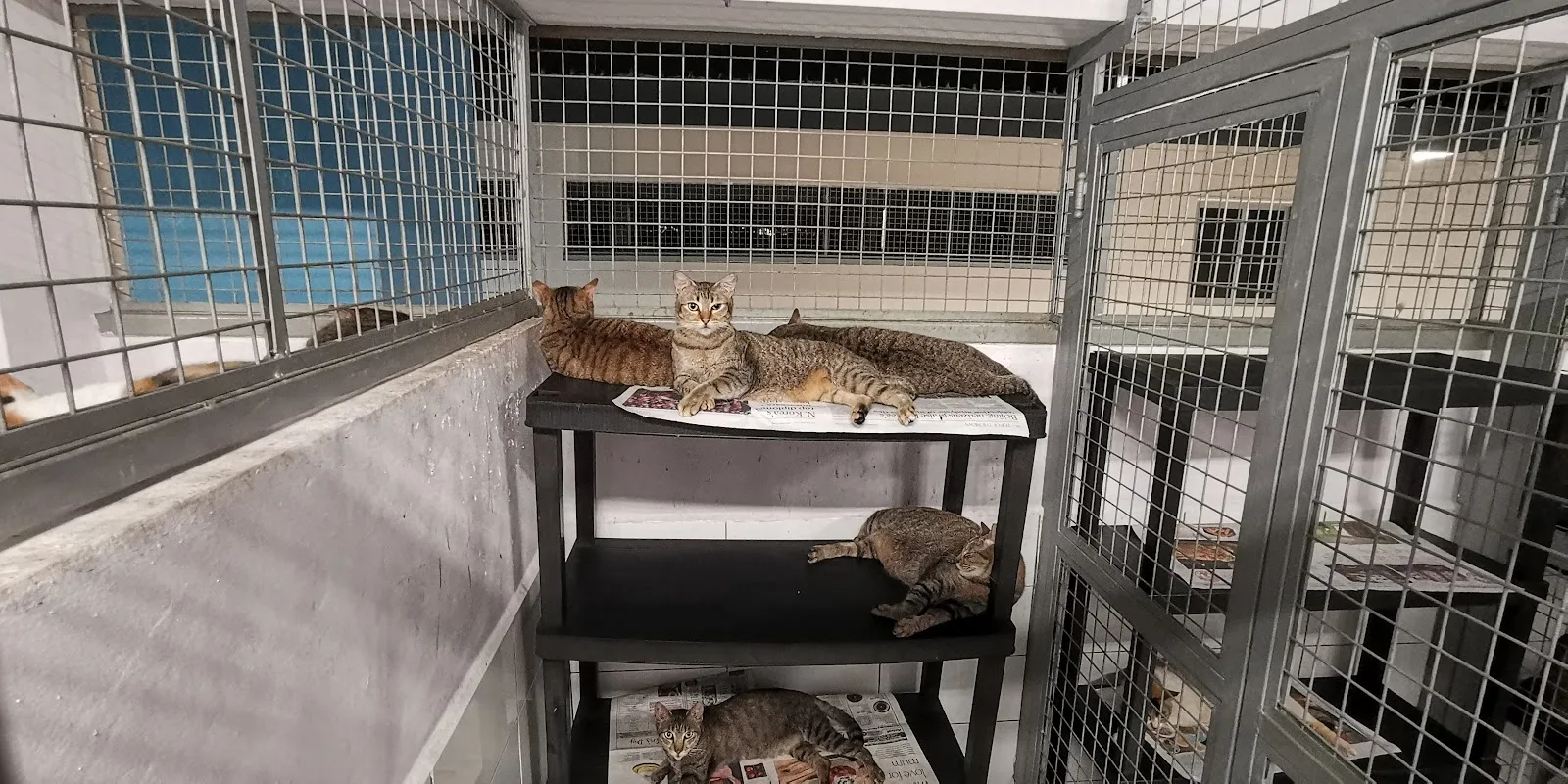 Animal Lovers League Singapore