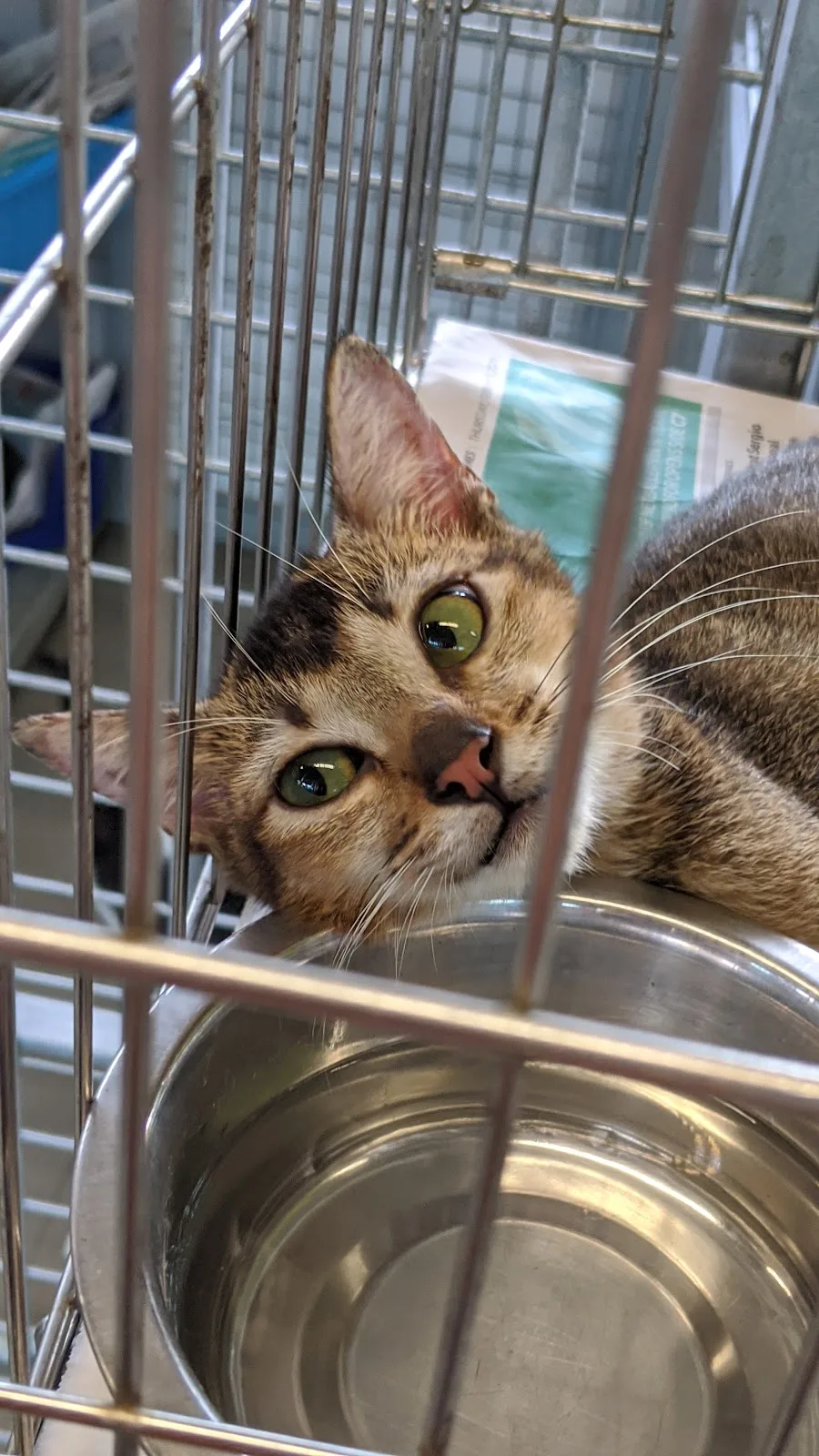 Animal Lovers League Singapore