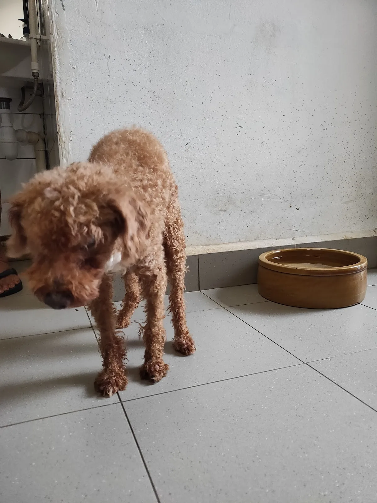 Animal Lovers League Singapore