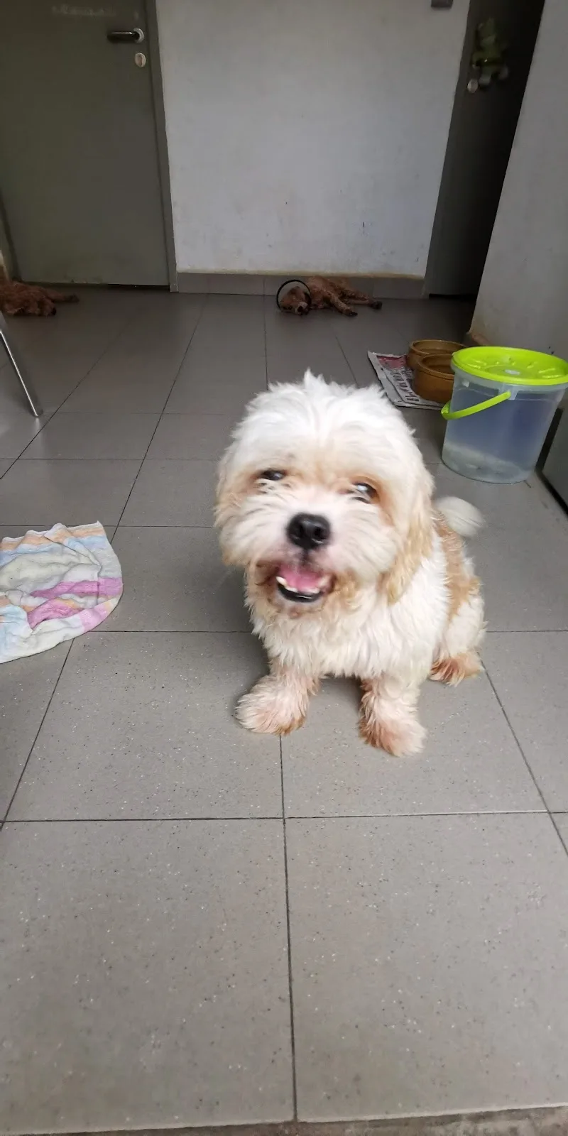 Animal Lovers League Singapore