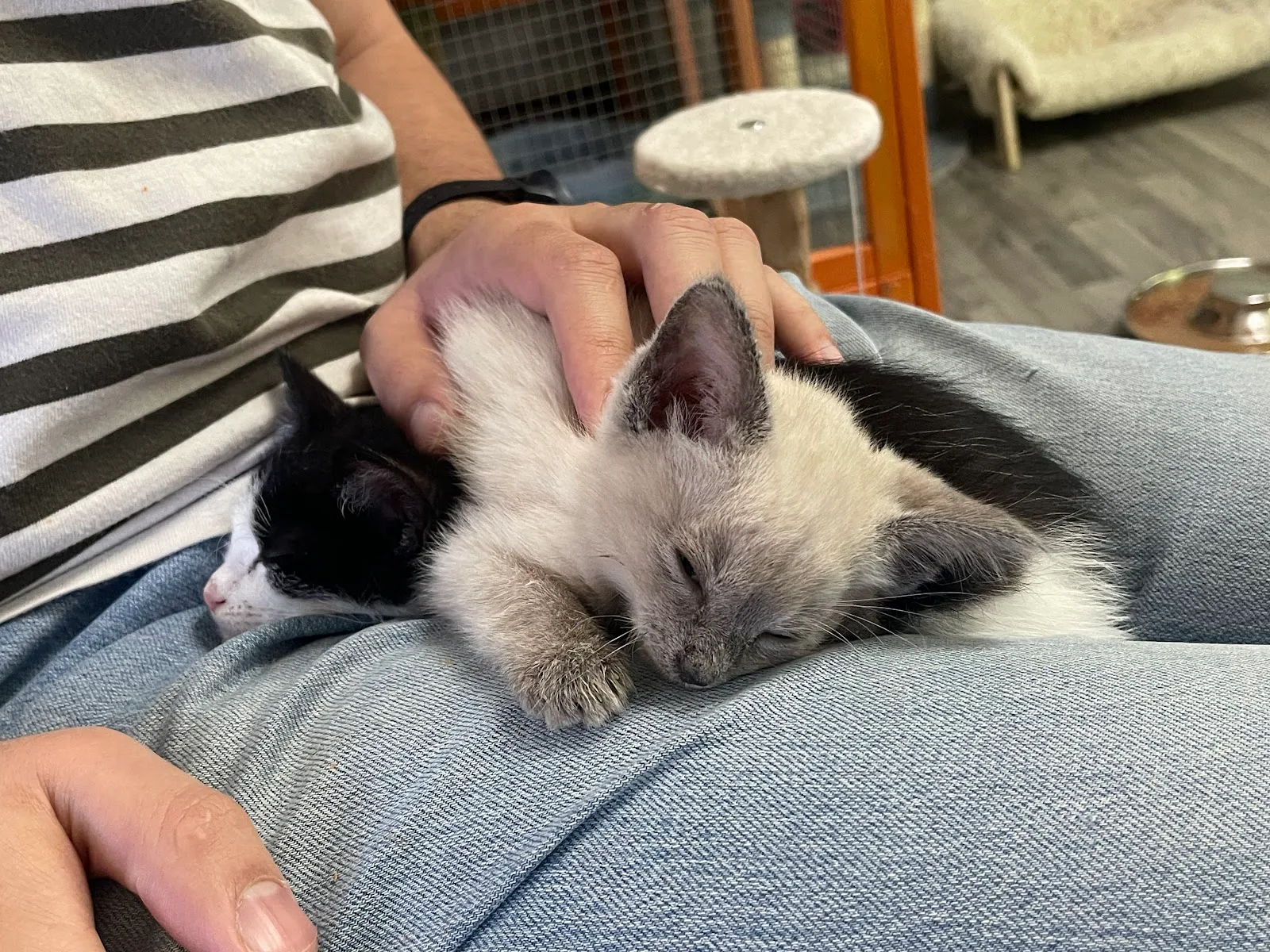 Touched By An Animal