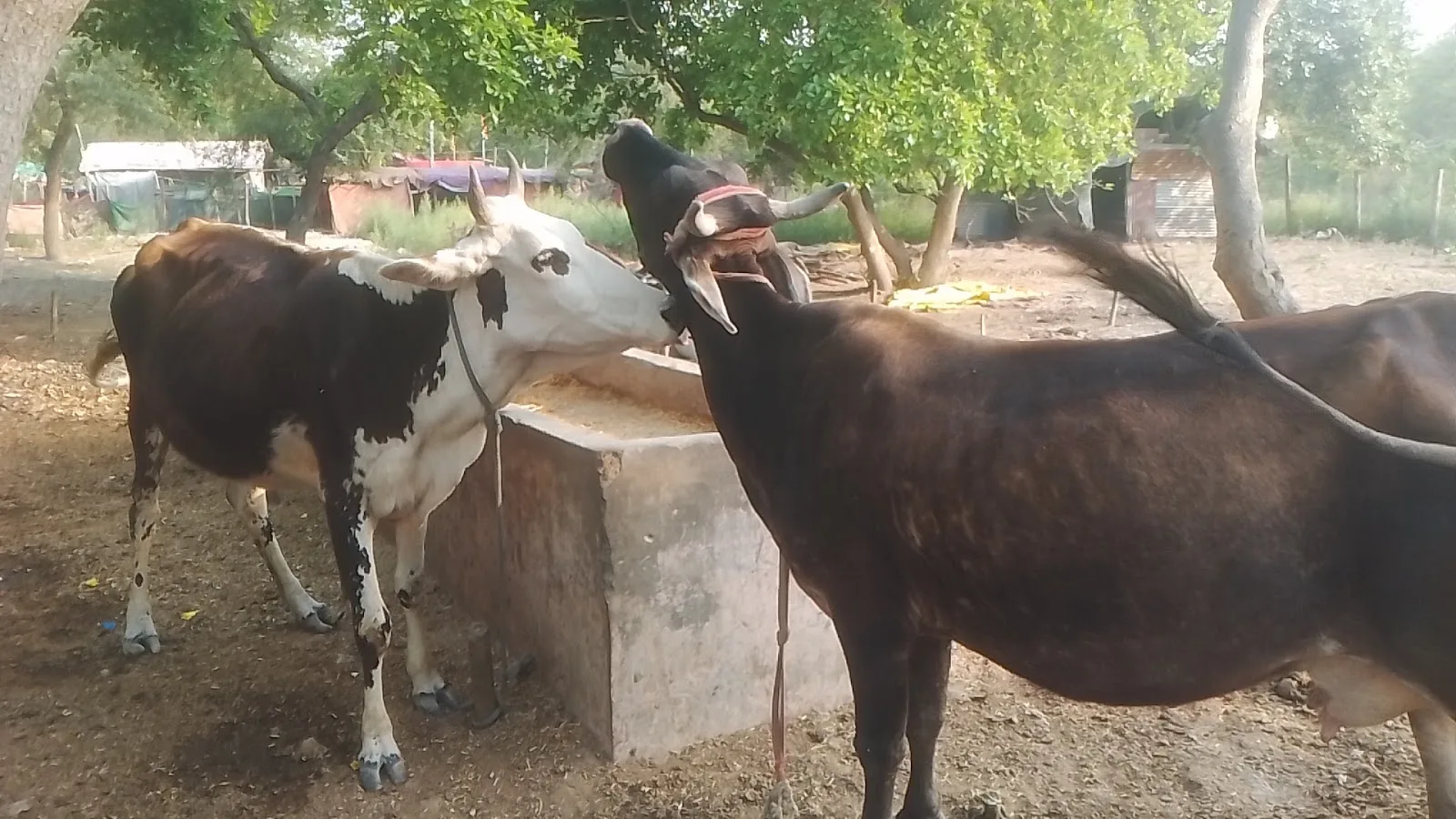 Van Devi gaushala