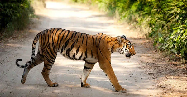 National Tiger Conservation Authority