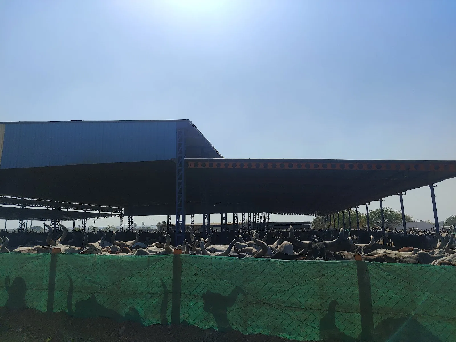 Sadbhavna Animal Shelter