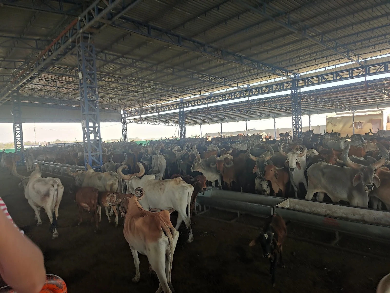 Sadbhavna Animal Shelter